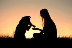 Dog-human connection